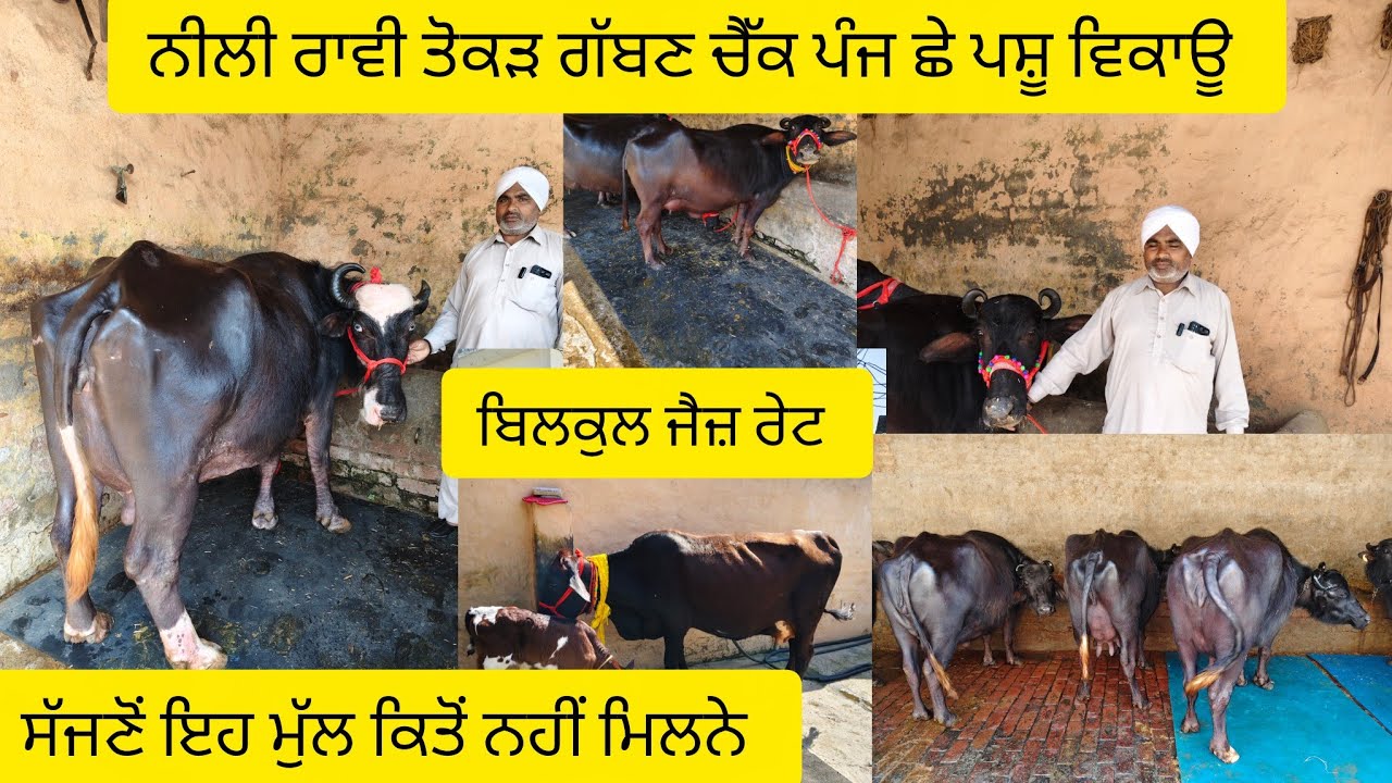 #date (01-03-26) ਪੰਜ ਛੇ ਪਸ਼ੂ ਵਿਕਾਊ ਨੀਲੀ ਰਾਵੀ ਤੋਕੜ ਗੱਬਣ ਚੈੱਕ ਪਾਸ਼ ਇੱਕ ਵਹਿੜ ਵਿਕਾਊ ਮੁੱਲ ਫੜਲੋ ਫੜਲੋ 