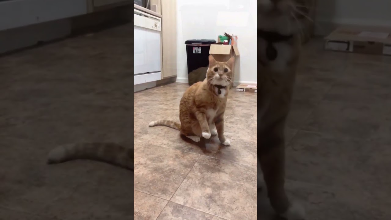 ORANGE CATS!!! #funny #memes