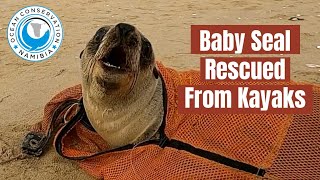 Baby Seal Rescued from Kayak Hangs Around After Release
