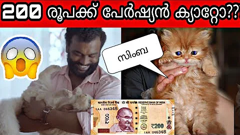 Video 446251: persian cat food review