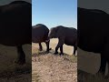 This Elephant Waited 12 Years For Revenge 🐘