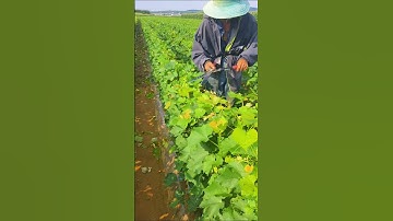 grapes 🍇 vine top branches pruning #satisfying #pruning #grapevine #shortvideo
