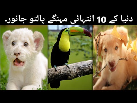 10 Most Expensive Pets In The World | دنیا کے 10 انتہائی مہنگے پالتو جانور