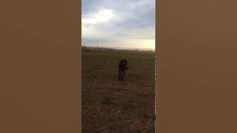 Deutsch Drahthaar training   www.huntinginromania.com