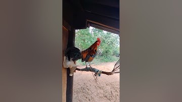 Chợ gà mồi tơ gái cực phê. qaib dib qua zoo heev