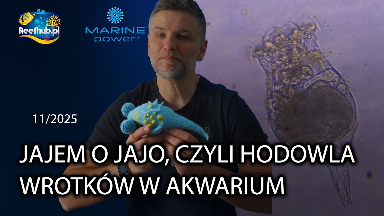 Jak hodować wrotki w akwarium?