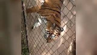 Tiger Roaring Best ever at Tirupati Zoo 🐯