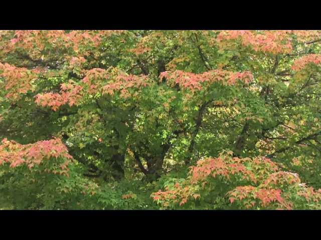 Mantovani - Autumn Leaves