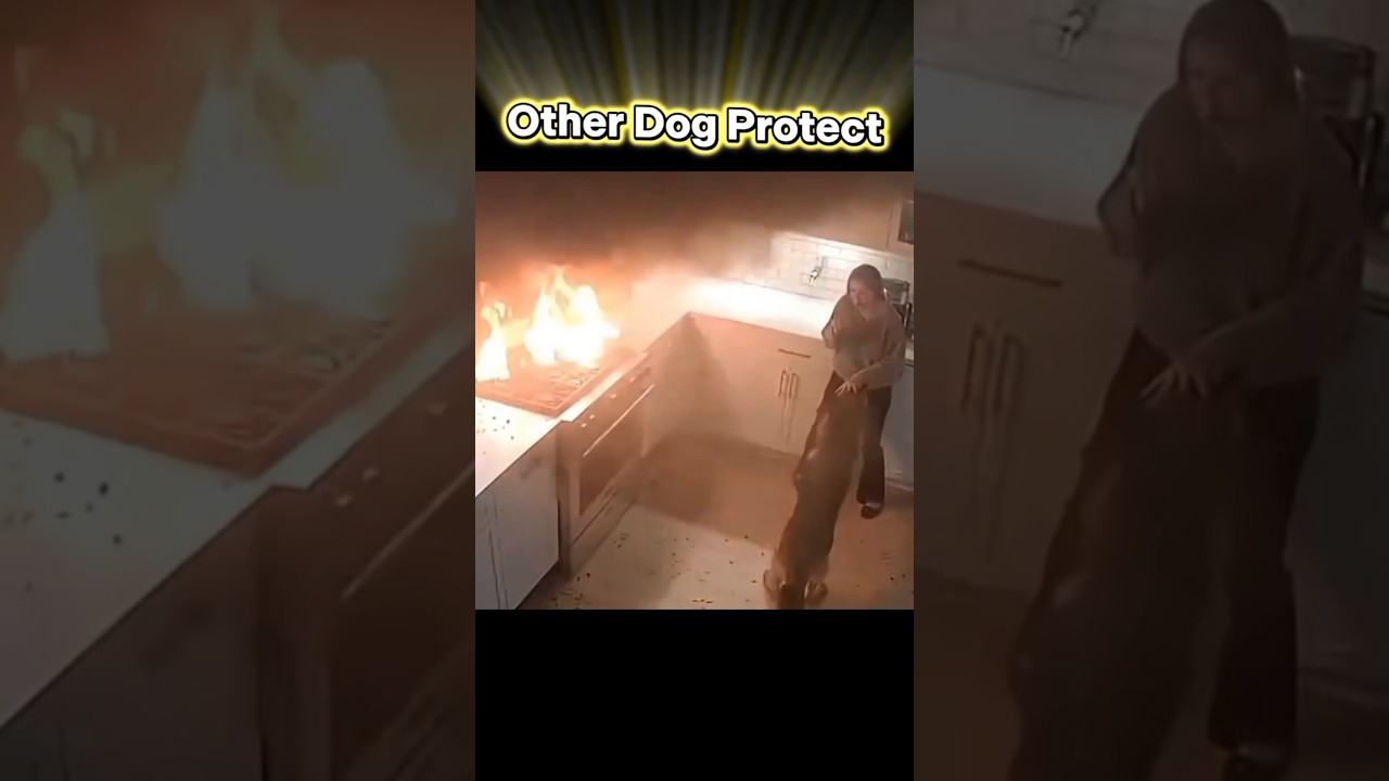 Other Dog Protect Vs Last One 