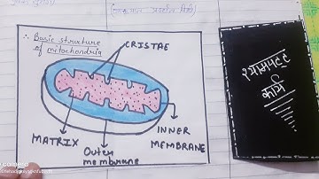 MACRO TEACHING LESSON PLAN FOR B.Ed 2nd YEAR #macro #teaching #college #collegelife #biology