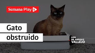 Obstrucciones urinarias o intestinales en los gatos | Enrique Vallejo