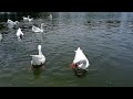 新鹅视频热爱自然 natural funny goose video