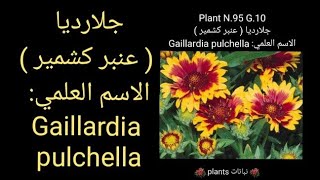 جلارديا ( عنبر كشمير )  الاسم العلمي: Gaillardia pulchella