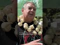 Gilroy Garlic Festival returns for the first time in six years