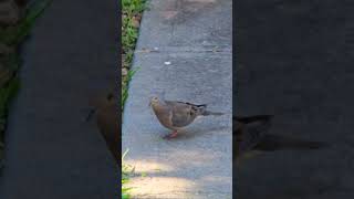 Dove #dove #nature #birds #shortsfeed #pigeon