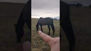 when you have a baby horse, the question is always when do they go into the bitey teenage phase?