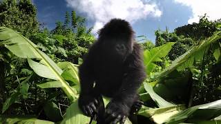 Grauer's gorilla Lulingu, footage by GoPro