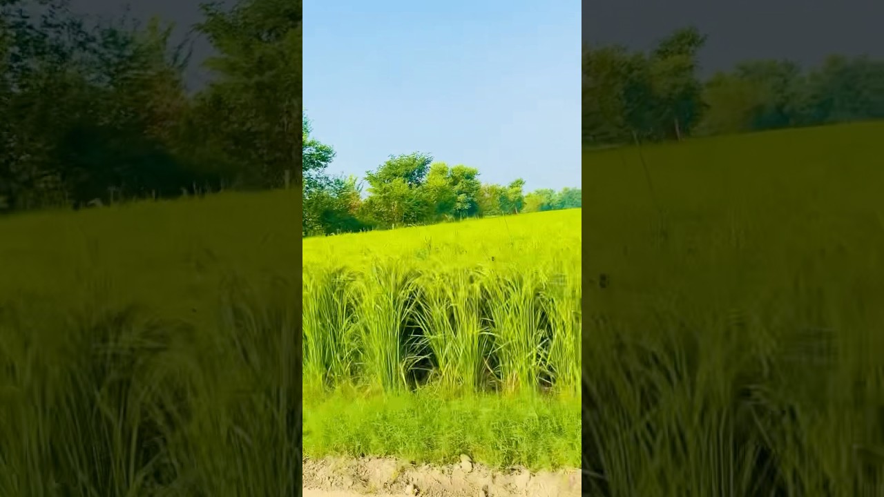 BEAUTIFUL VILLAGE VIEW 🇵🇰