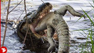 This Crocodile Eats Its Own Kind by TrTube 2,056 views 8 months ago 8 minutes, 7 seconds