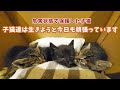 【危篤の子猫】子猫達は生きるために頑張っています