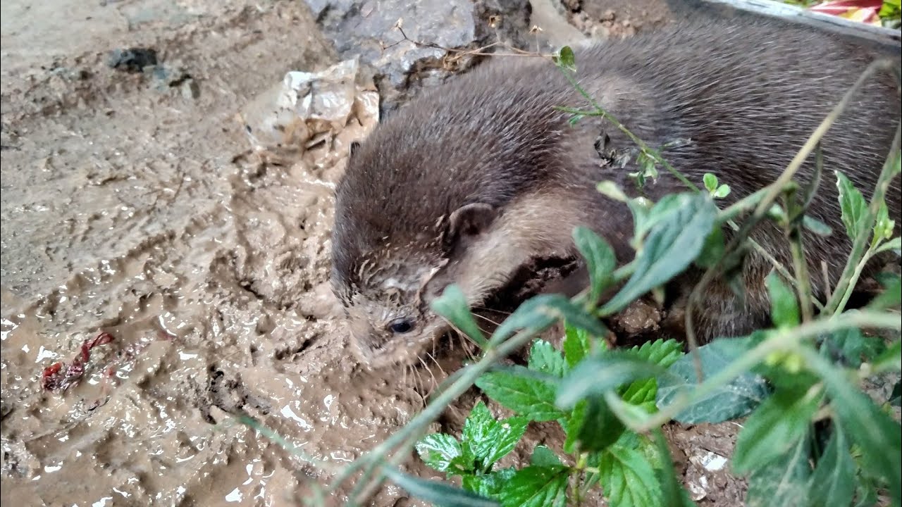 Bermain dengan berang-berang | Otter playing | tips cara joging 