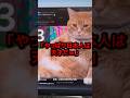日本の“デブ猫アプリ”が世界の社会問題を解決してしまう