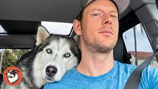 Husky Loved Man For Many Years, Until Newborn Changed Everything