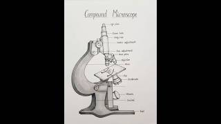 # compound microscope labelled diagram .