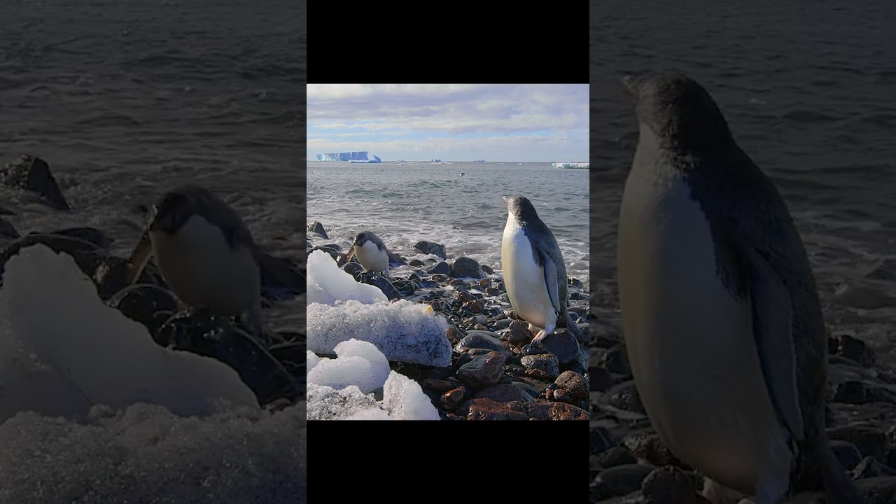 Time to Teach the Chicks to Swim #animals #wildlife #shorts #video
