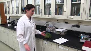 What happens to a sample submitted to the diagnostic clinic?