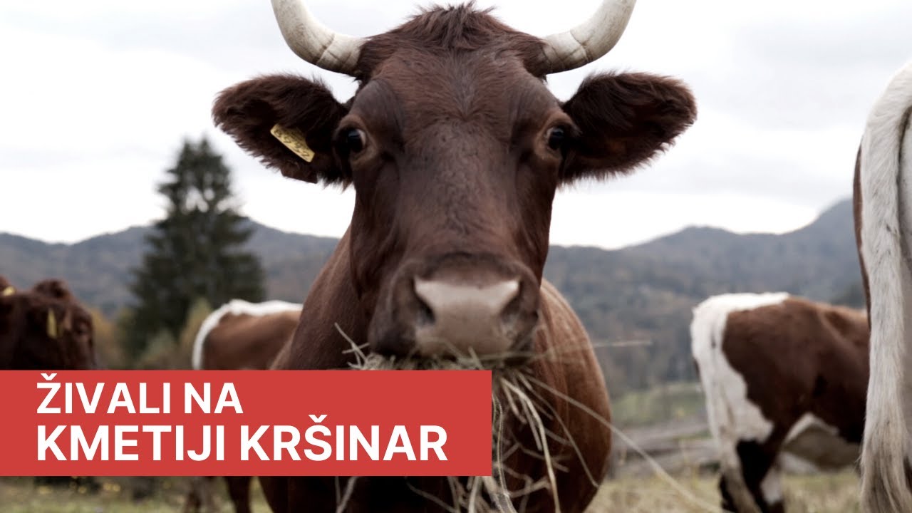 Dopoldne na Golici  - Živali na kmetiji Kršinar