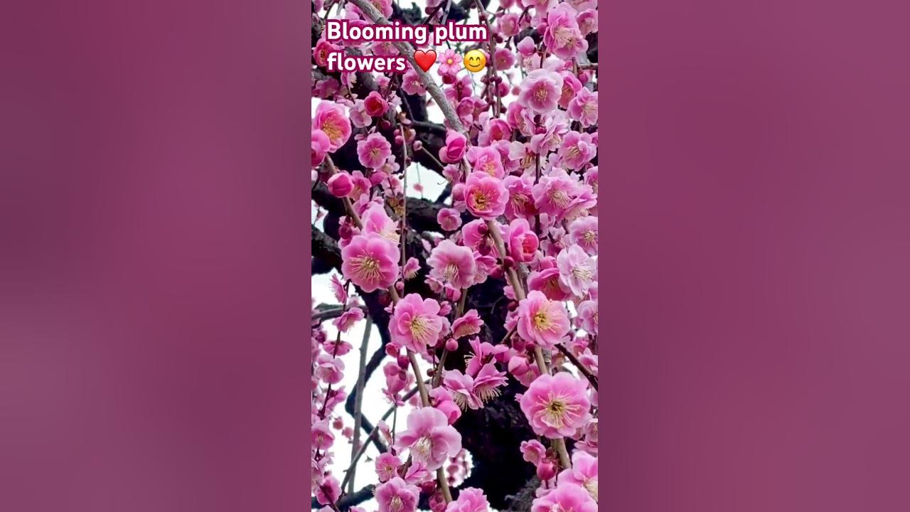 When plum flowers bloom in spring❤️    #plum  #beautifulflowers  #spring  #naturesbeauty #stunning