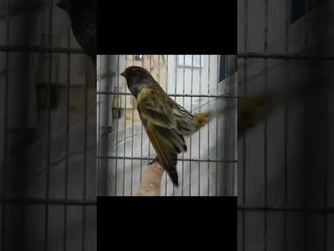 مستی زیبای گلبسر آواز گلبسر سهره قناری