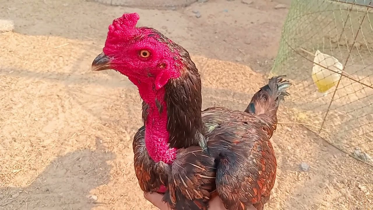 พ่อพันธุ์หลักพม่าล่อแข้งหน้าคมๆ🇲🇲🇯🇵💯