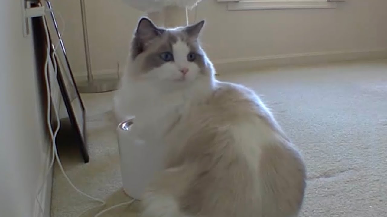 Shakey Cat caught on blink camera YouTube