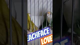 Peach Face Lovebirds #viral #trending #shortsfeed #breeding #lovebirds #cupcut
