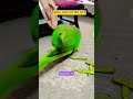 Mithu भागम भाग खेल रहा है #talkingparot #parrot #funny #lovebird #superbparrot #parrotlet #shorts