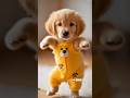 Dancing Puppy Deli 🐶😂 Cute Dog Shows Off Dance Moves #Dog #motorcycle #dance #dogdance  #pet