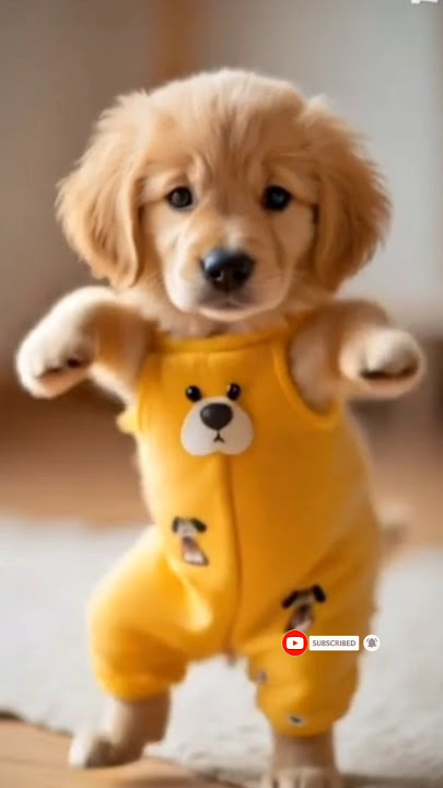 Dancing Puppy Deli 🐶😂 Cute Dog Shows Off Dance Moves #Dog #motorcycle #dance #dogdance  #pet