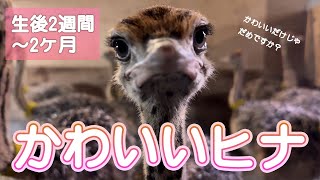 Ostrich chicks aged one week to two months after hatching are being raised in the chick house [Mi...