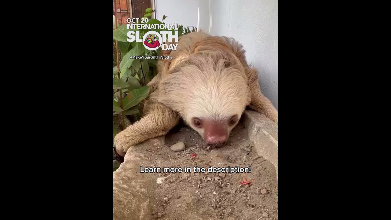 🦥 Why is this Sloth eating DIRT?