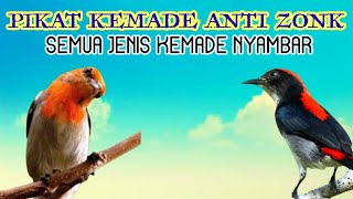 Pikat Kemade Ampuh|Suara Pikat Kemade Liar Anti Zonk