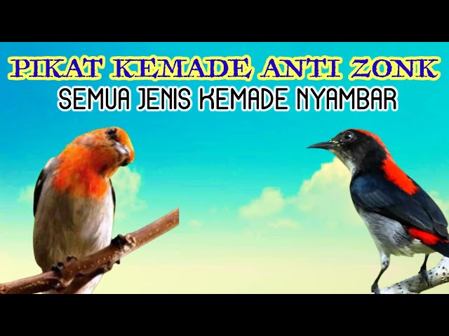 Pikat Kemade Ampuh|Suara Pikat Kemade Liar Anti Zonk class=