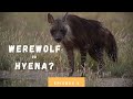 Werewolf or hyena? | Botswana Campsites | Episode 4