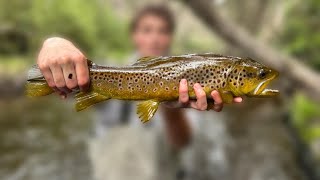 How To Catch Monster Trout IN Tough Conditions by Noojee Bushgoods 551 views 4 days ago 7 minutes, 47 seconds