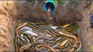 Amazing Girl Make Underground Hole For Catch Eels