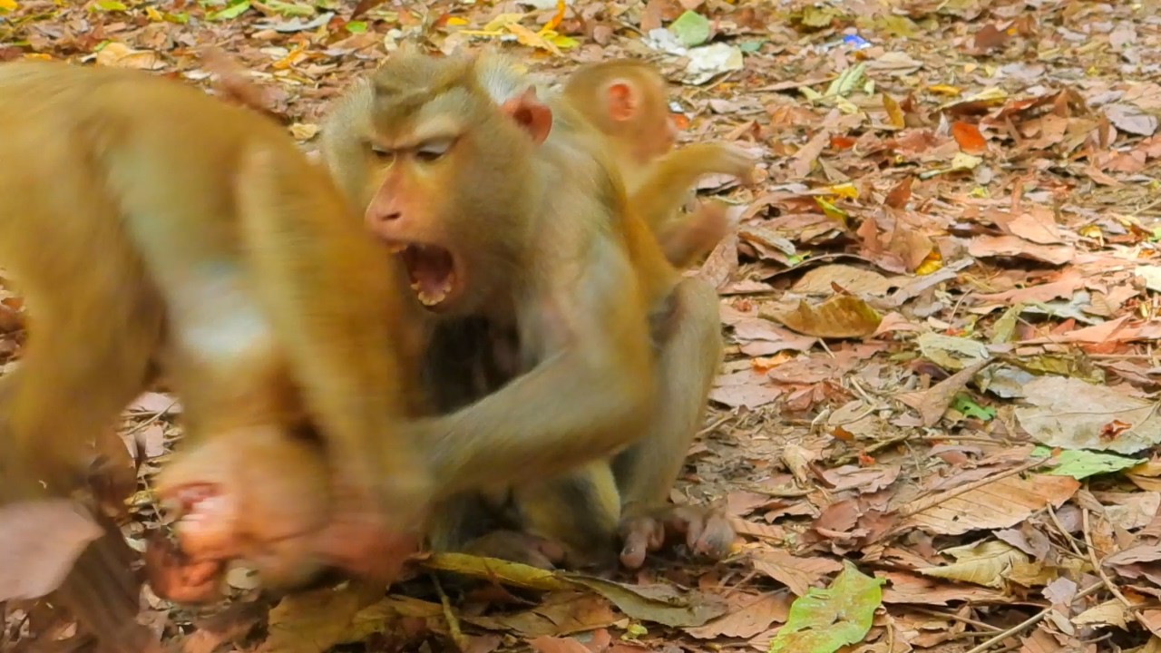 OOp Advise Leo by mum Libby, aim to ask milk for Levy but good heart sister give warm kisses