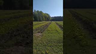 Химическая обработка кустов смородины после срезания (продолжение)