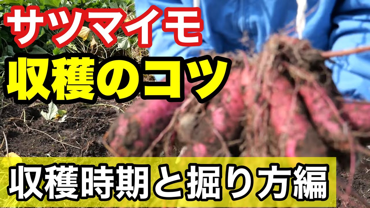 【サツマイモ収穫のコツ】芋を傷つけず畑も荒らさない掘り方のポイント解説《家庭菜園/いも掘り/やり方/無農薬栽培》