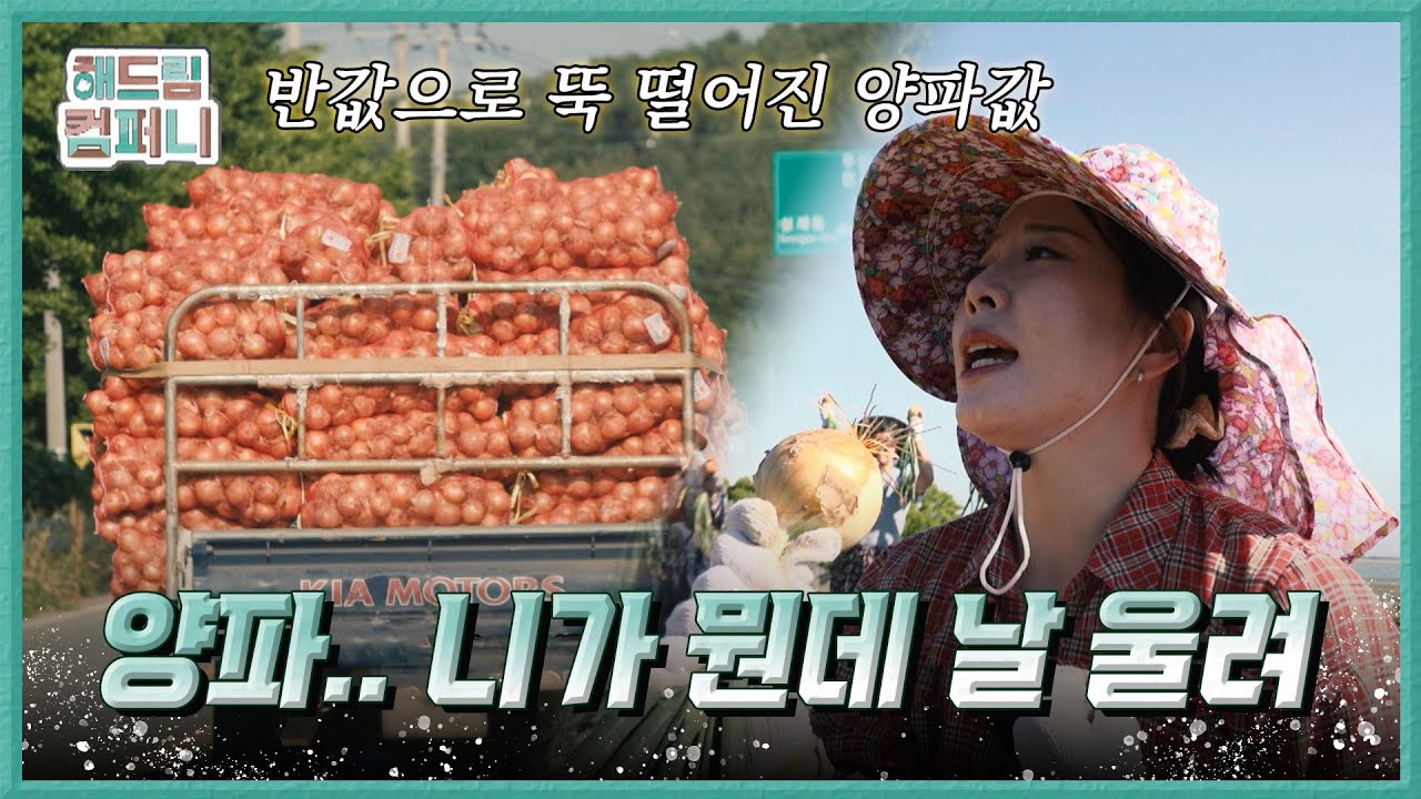 [다해드림] 생산은 늘고 소비는 줄고… 무안 양파 농가의 현실ㅣ250613 해드림컴퍼니